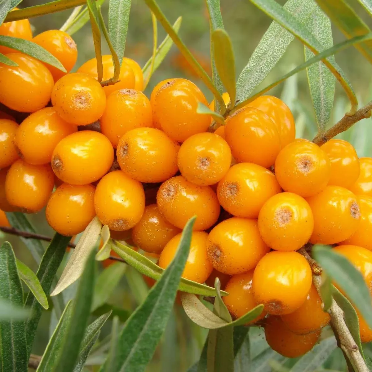 orange-glow-seaberry Orange Glow™ Seaberry