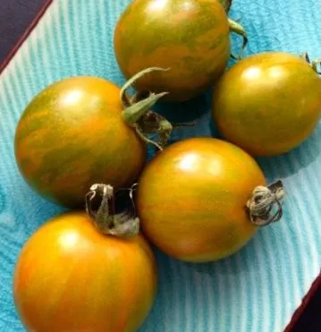 orange-green-zebra-tomato Orange Green Zebra Tomato