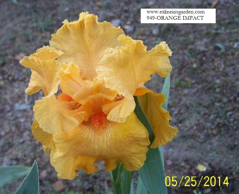 orange-impact Orange Impact