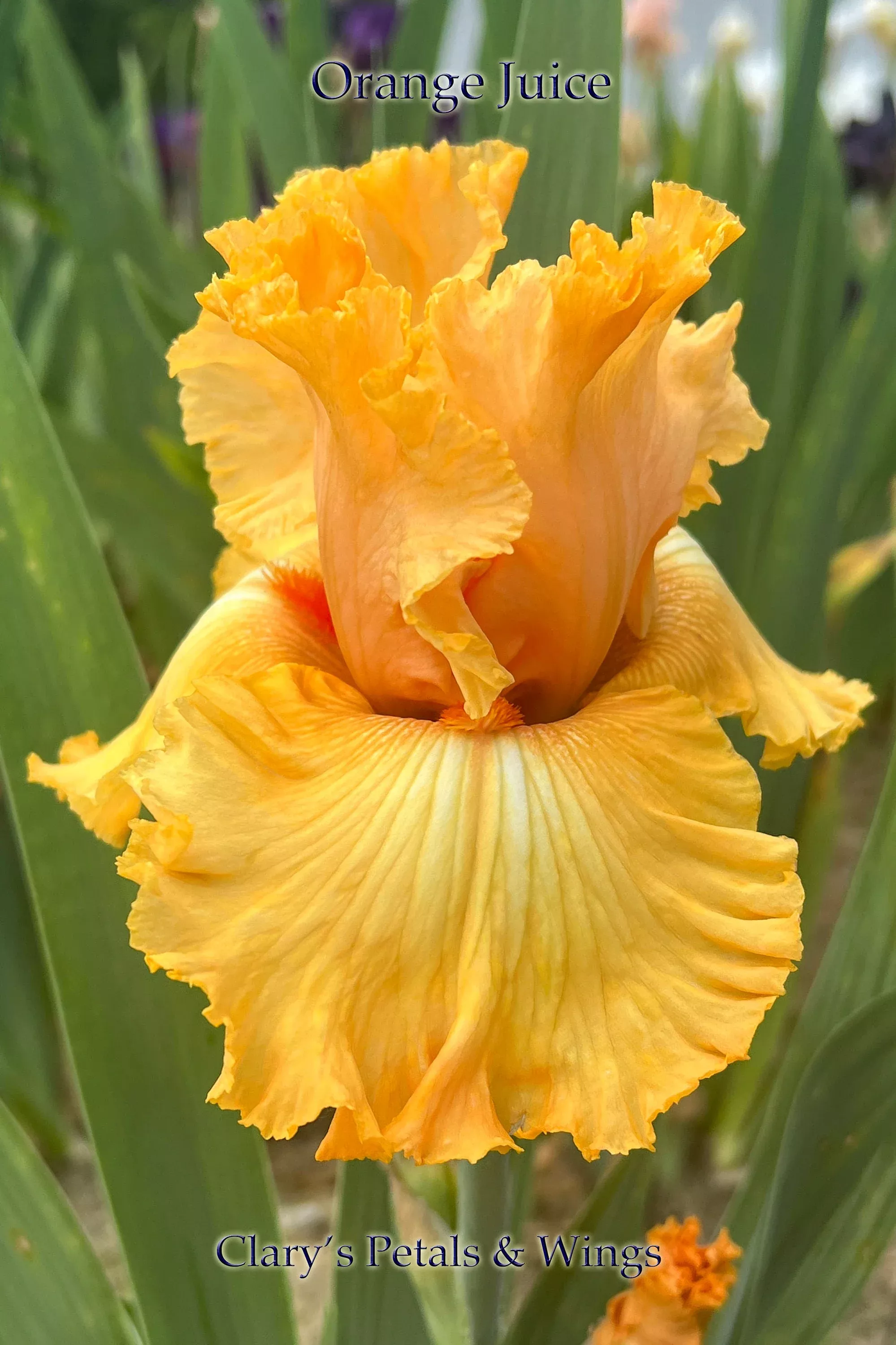 orange-juice-2000-tb-reblooming-fragrant ORANGE JUICE -2000 TB - Reblooming &Fragrant