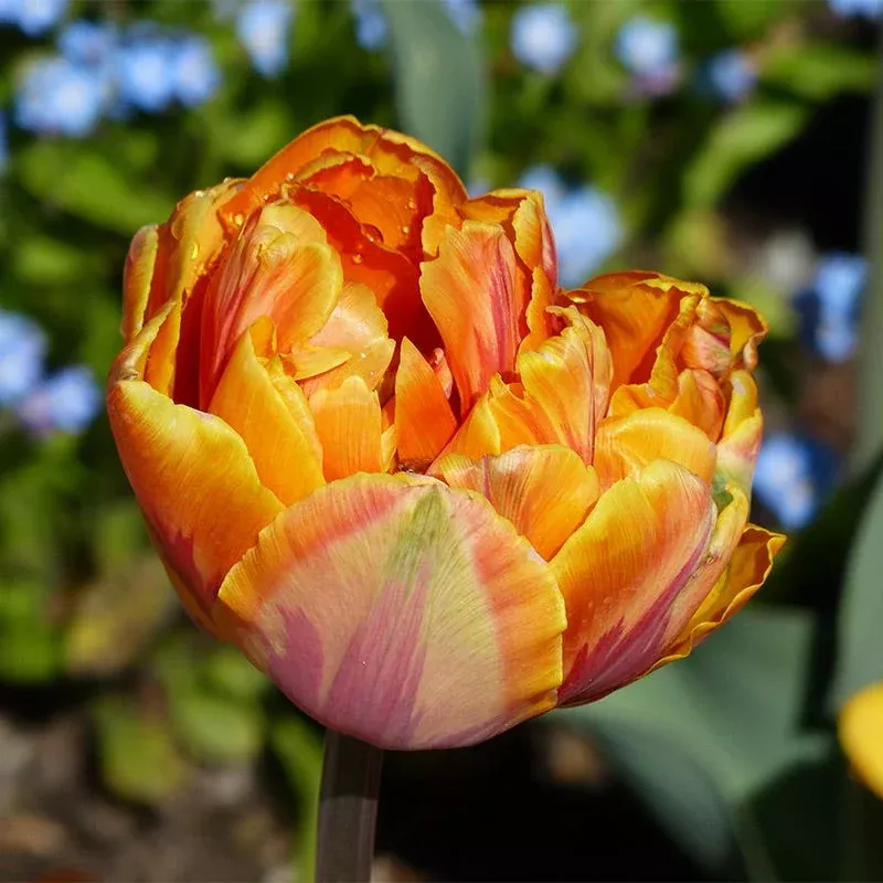 orange-princess-double-late-tulip Orange Princess Double Late Tulip
