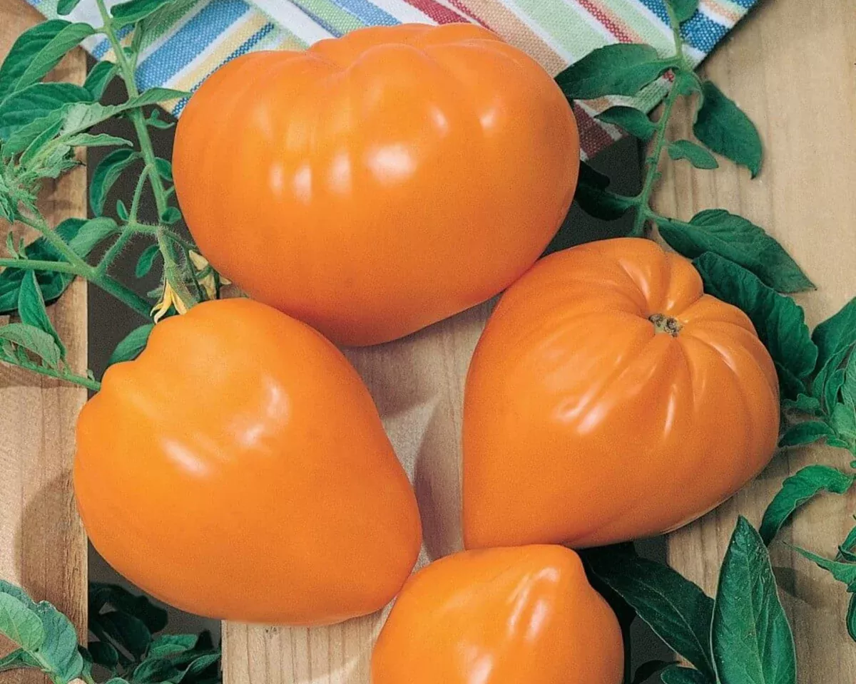 orange-strawberry-tomato-seeds Orange Strawberry Tomato Seeds