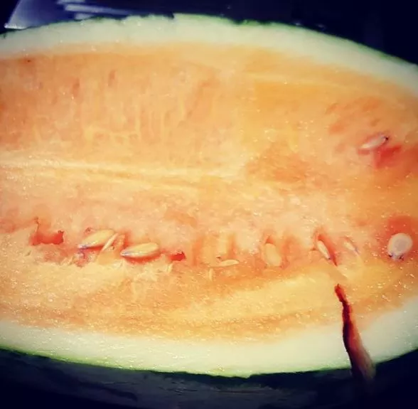 orangeglo-watermelon Orangeglo Watermelon