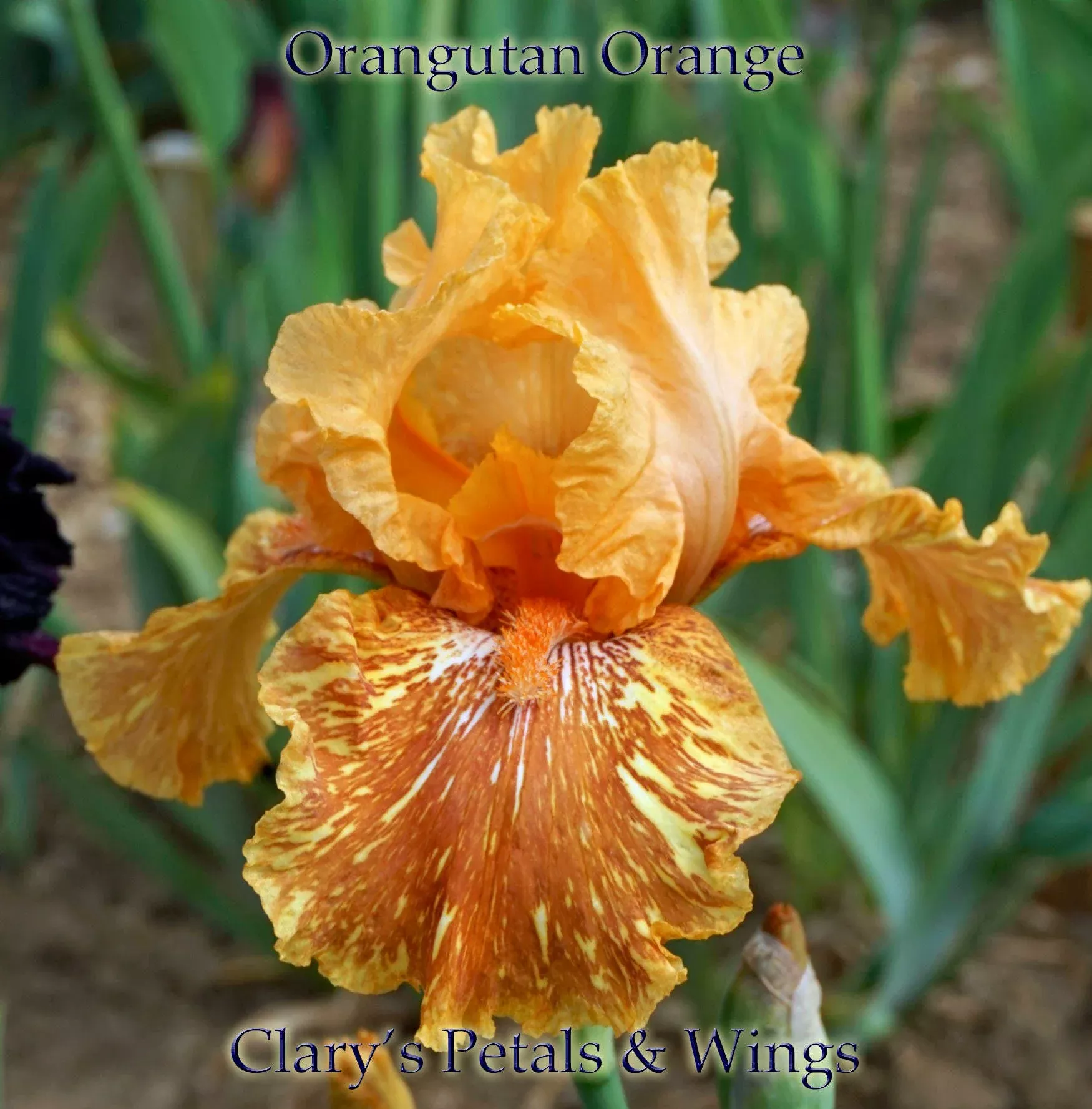 ORANGUTAN ORANGE 2009 TB-Fragrant