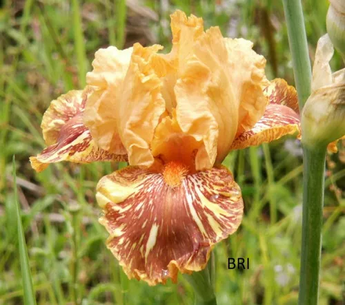 Orangutan Orange