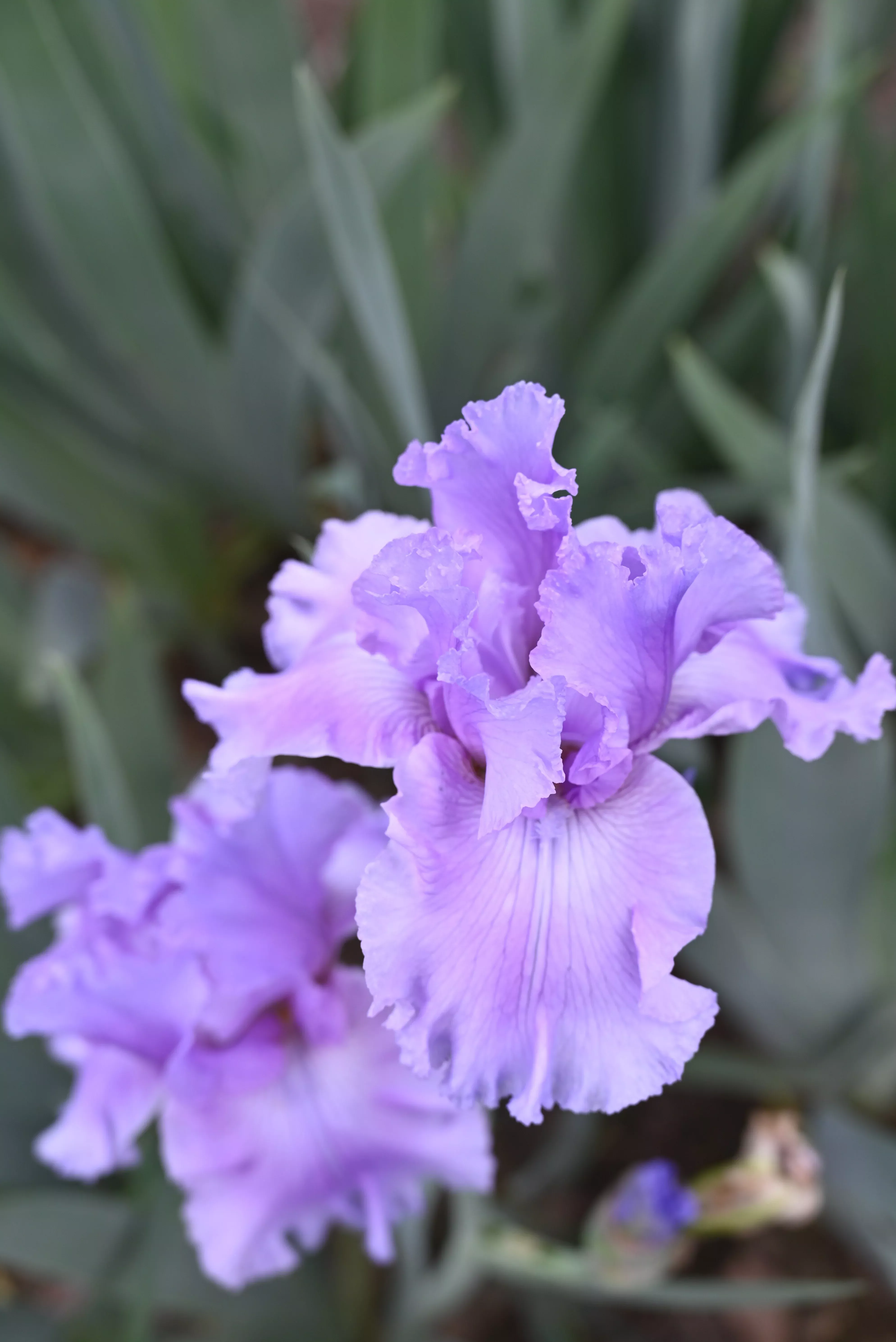 orchid-dove Orchid Dove