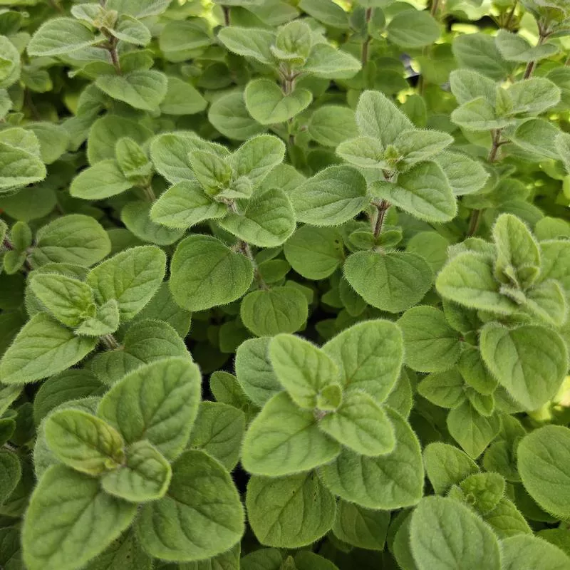 oregano-greek-mountain Oregano: Greek Mountain
