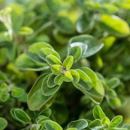 Oregano - Greek seeds