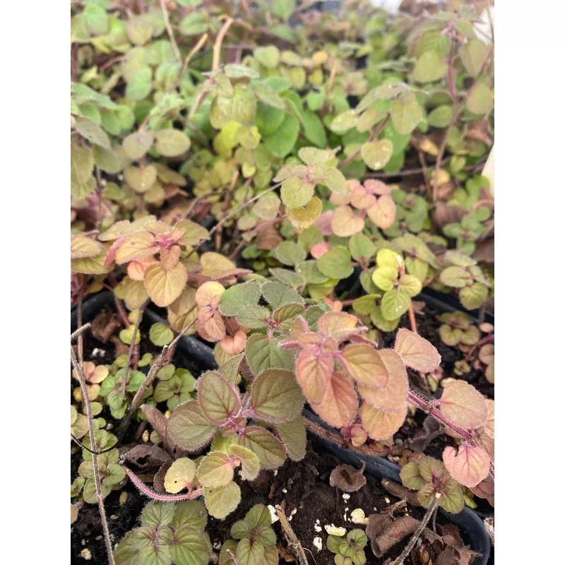 Oregano, Greek