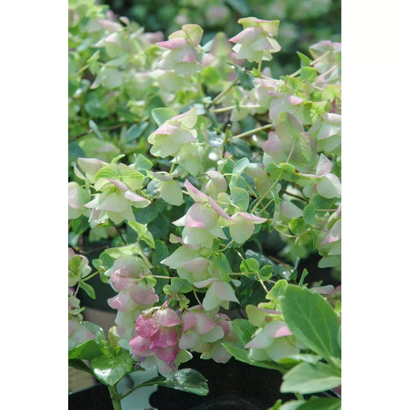 oregano-kent-beauty Oregano, Kent Beauty