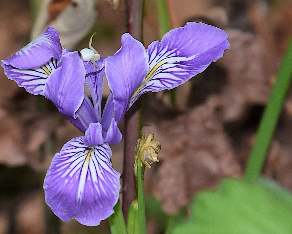 Oregon Iris Seeds (Iris tenax)