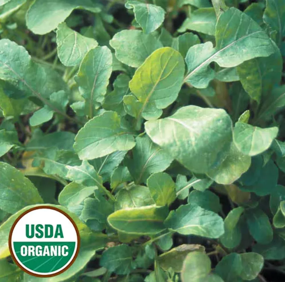 organic-arugula-eruca-sativa-seeds Organic Arugula - Eruca sativa Seeds