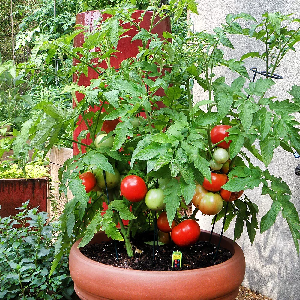 organic-better-bush-tomato-2-pack Organic Better Bush Tomato (2 Pack)