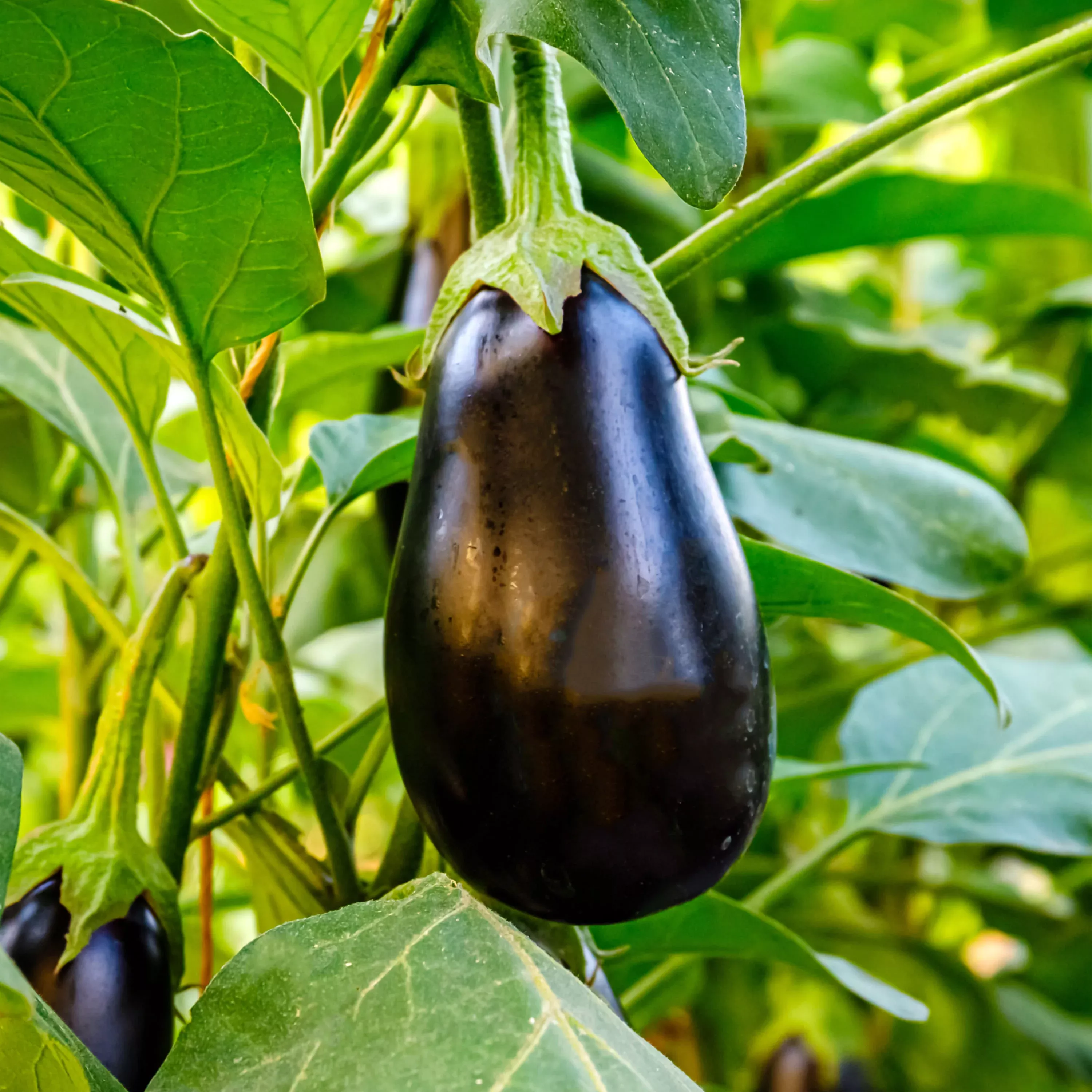 organic-black-beauty-eggplant-2-pack Organic Black Beauty Eggplant (2 Pack)