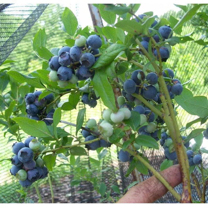 organic-blueberry-hannah-s-choice-ea Organic Blueberry Hannah’s Choice (Ea)
