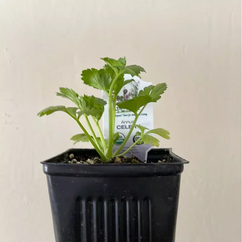 organic-celery-please-call-shop-availability Organic Celery - Please call the shop for availability