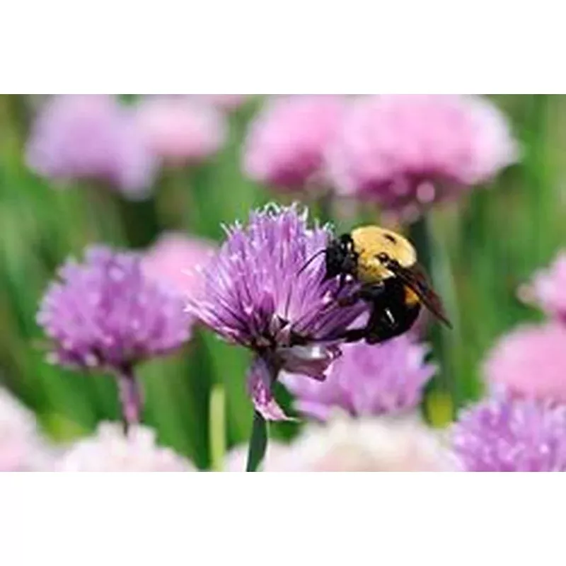 organic-chives-allium-schoenoprasum-seeds Organic Chives - Allium schoenoprasum Seeds
