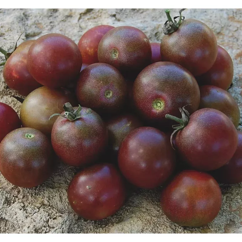 organic-chocoalte-cherry-tomato-please-call-shop-availability Organic Chocoalte Cherry Tomato - Please call shop for availability