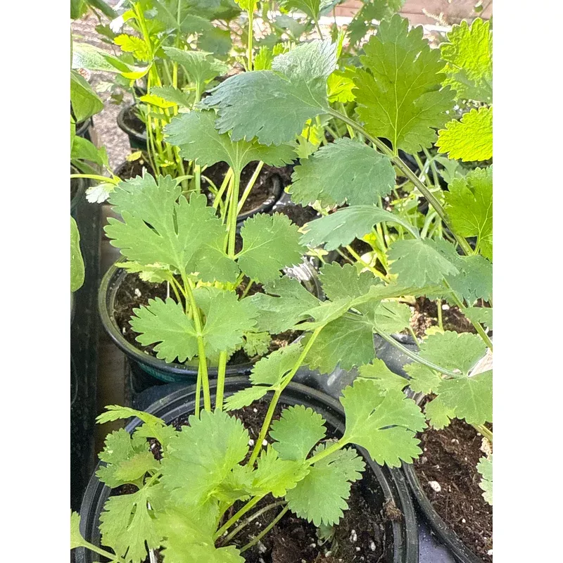 organic-cilantro-please-call-shop-availability Organic Cilantro- Please call shop for availability