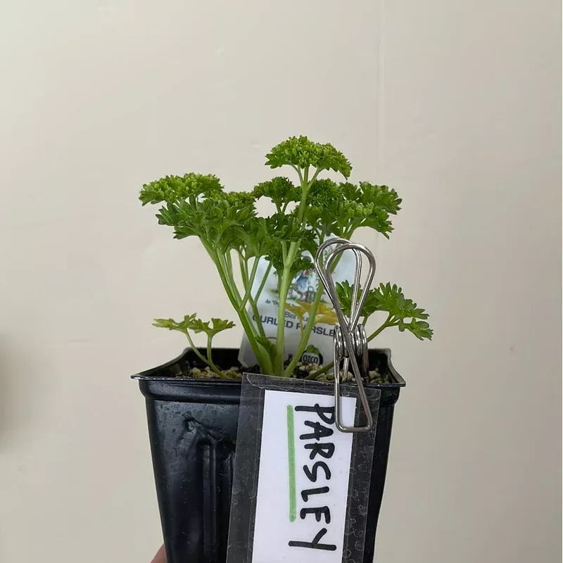 organic-curly-parsley-please-call-shop-availability Organic Curly Parsley- Please call shop for availability