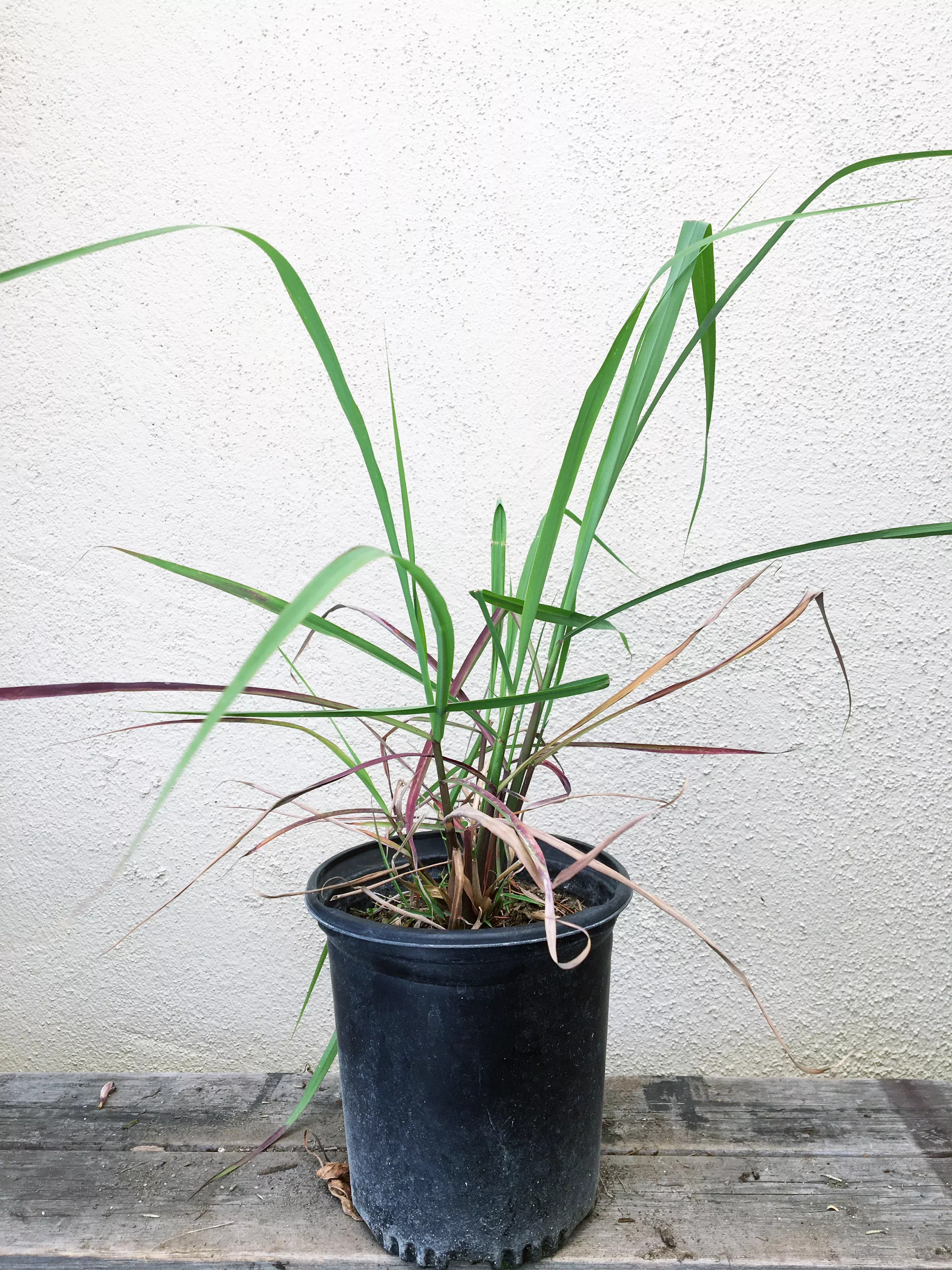 organic-cymbopogon-citratus-lemongrass Organic Cymbopogon citratus- Lemongrass