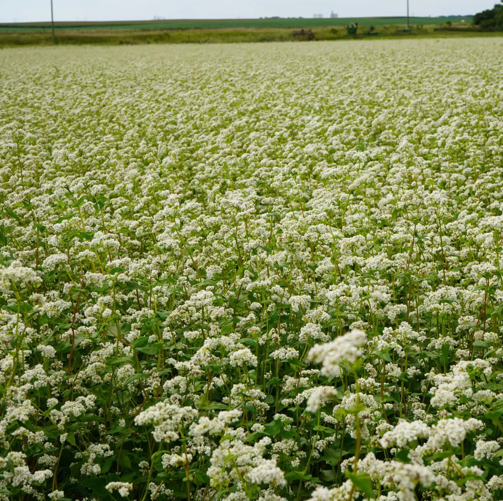 organic-devyatka-buckwheat Organic Devyatka Buckwheat