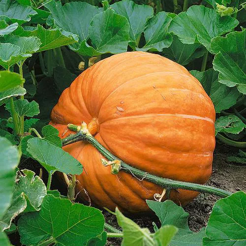 organic-dill-s-atlantic-giant-pumpkin Organic Dill's Atlantic Giant Pumpkin