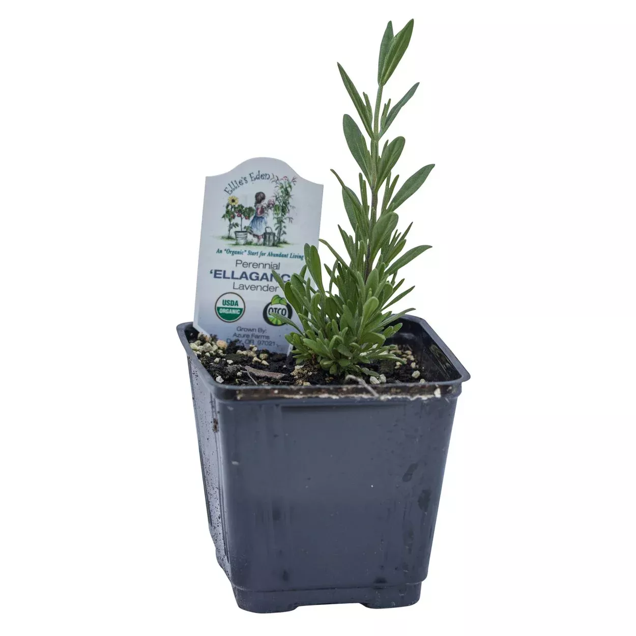 organic-ellagance-purple-lavender Organic Ellagance Purple Lavender