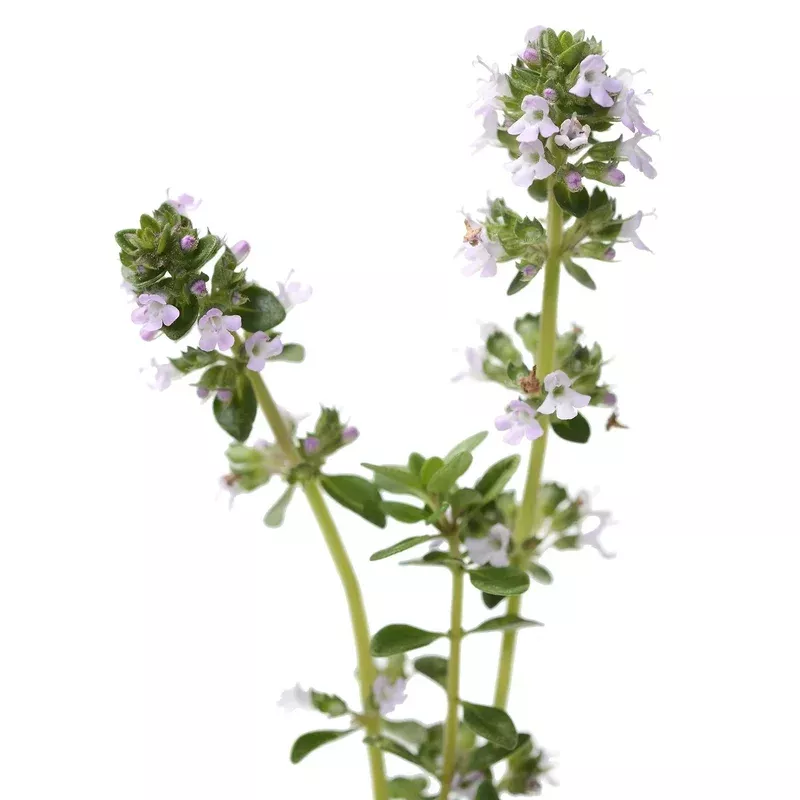 Organic English Thyme- Thymus vulgaris Seeds