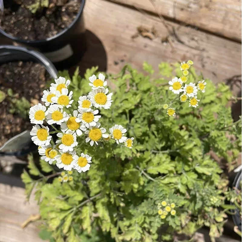 organic-feverfew-please-call-shop-availability Organic Feverfew- Please call shop for availability