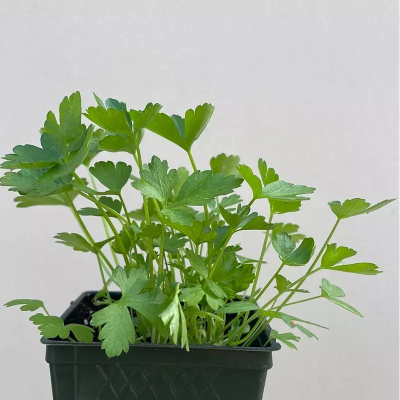 organic-flat-leaf-parsley-please-call-shop-availability Organic Flat Leaf Parsley- Please call shop for availability