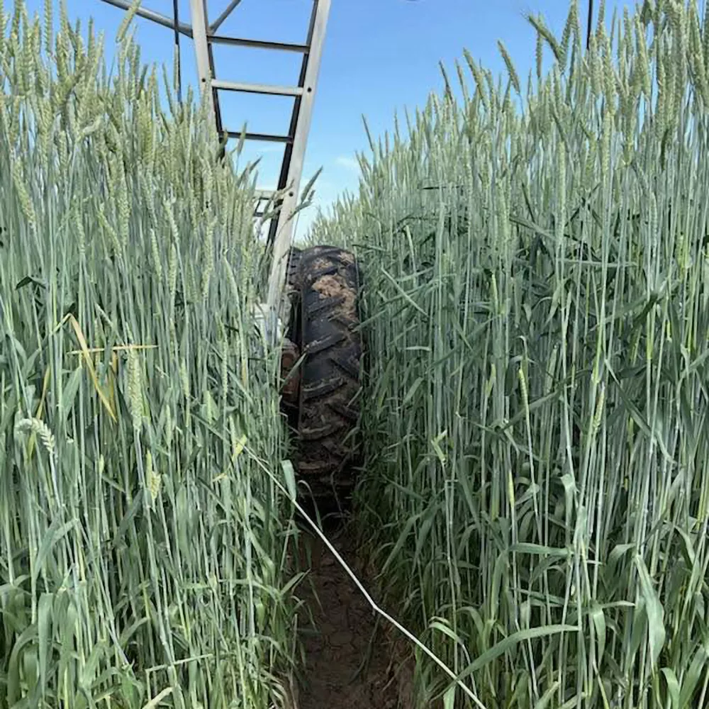 organic-forage-fx1002-winter-triticale Organic Forage FX1002 Winter Triticale