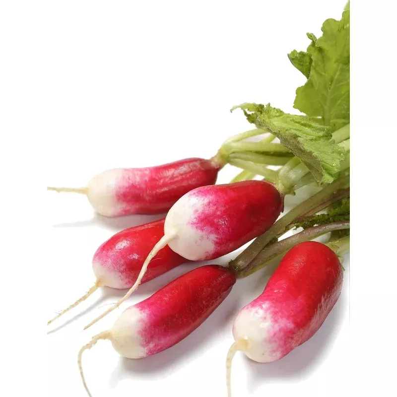 organic-french-breakfast-radish-raphamus-sativus-seeds Organic French Breakfast Radish - Raphamus sativus Seeds