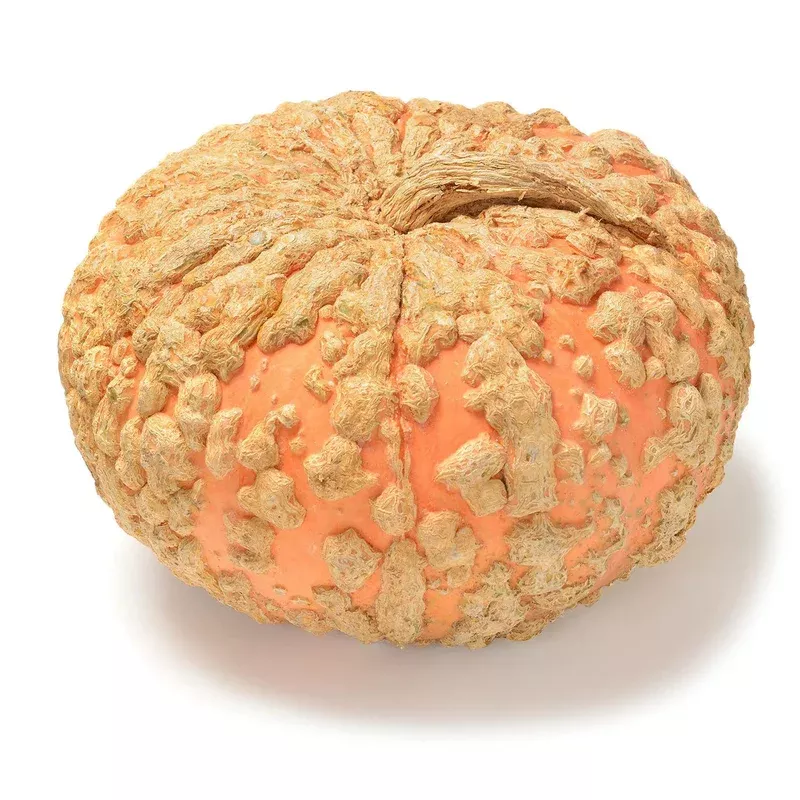 organic-galeux-d-eysines-squash-cucurbita-maxima-seeds Organic Galeux d'Eysines Squash - Cucurbita maxima Seeds