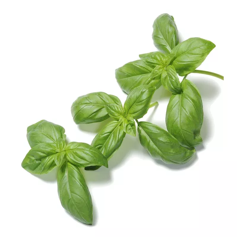 organic-genovese-basil-ocimum-basilicul-seeds Organic Genovese Basil - Ocimum basilicul Seeds
