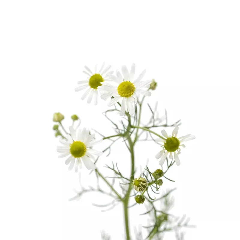 organic-german-chamomile-matricaria-recutita-seeds Organic German chamomile - Matricaria recutita Seeds
