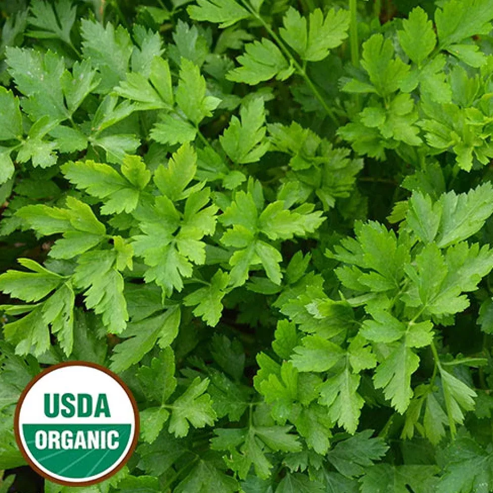 organic-giant-from-italy-parsley-seeds Organic Giant from Italy Parsley Seeds
