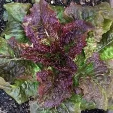 Organic Heirloom Prizehead Lettuce Seeds