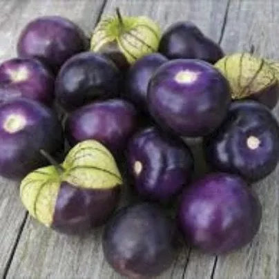 Organic Heirloom Purple Tomatillo Seeds Rare