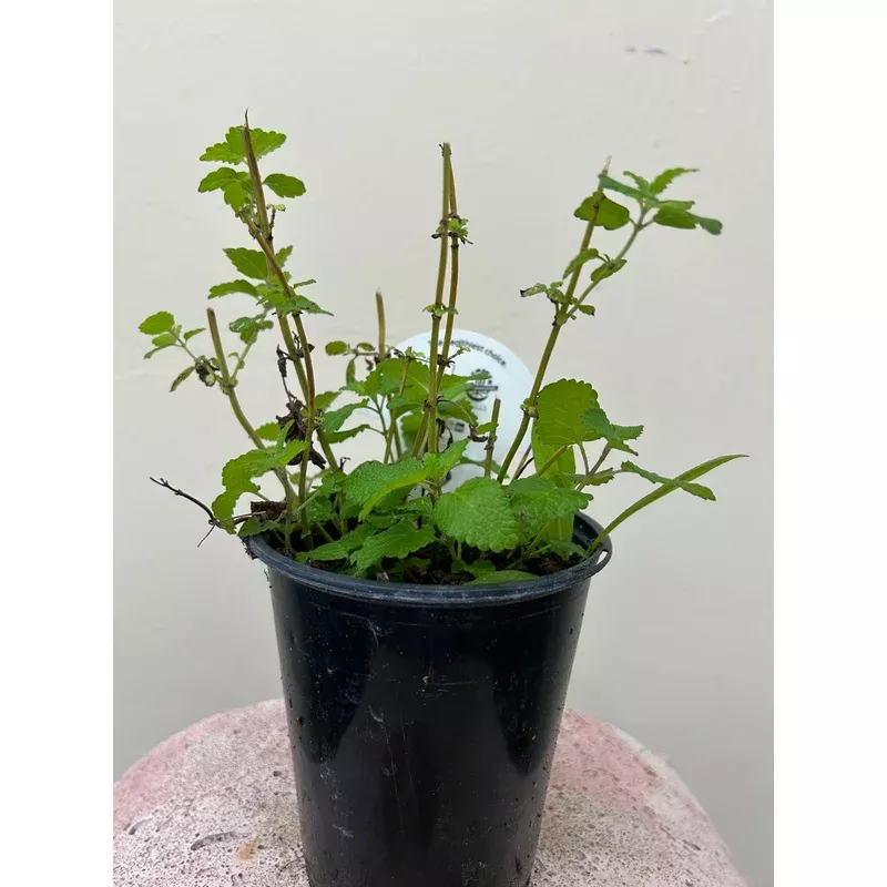 organic-lemon-balm-melissa-officinalis-please-call-shop-availability Organic Lemon Balm, Melissa officinalis - Please call the shop for availability