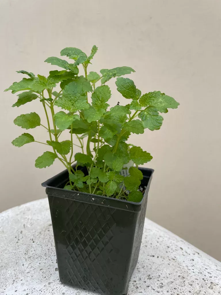 Organic Lemon Balm