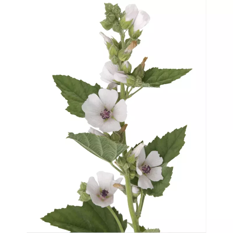 Organic Marshmallow - Althaea officinalis Seeds
