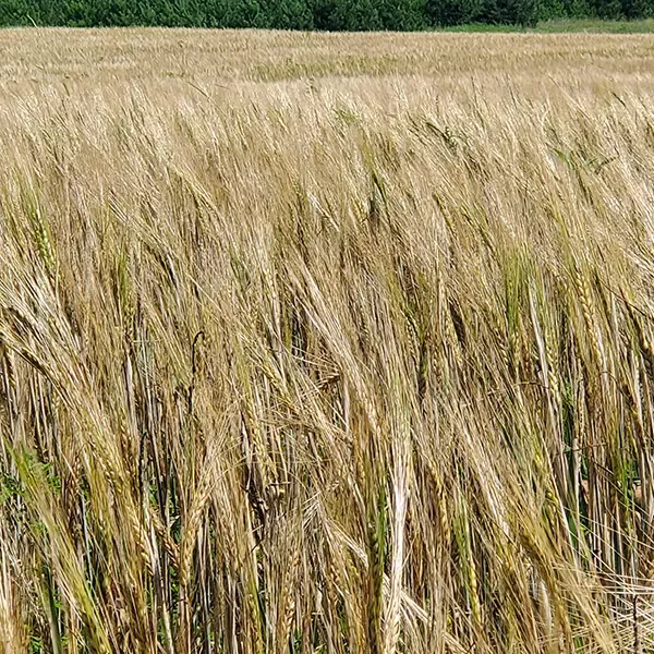 organic-mn-equinox-6-row-winter-barley Organic MN-Equinox 6-Row Winter Barley