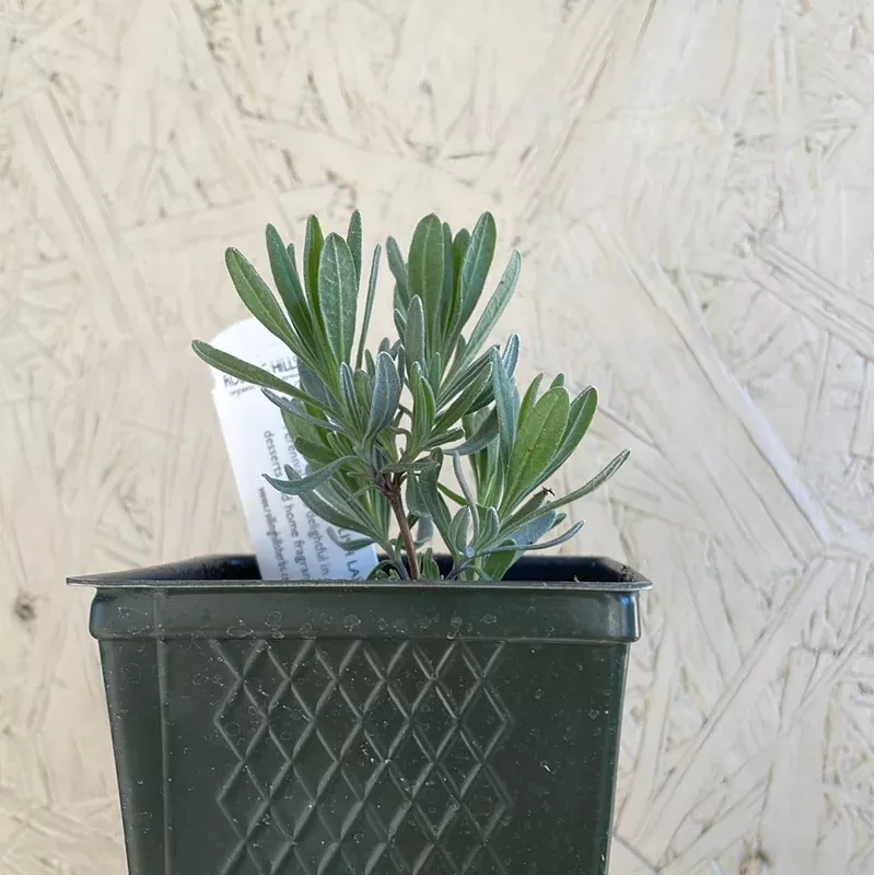Organic Provence English Lavender- Please call shop for availability