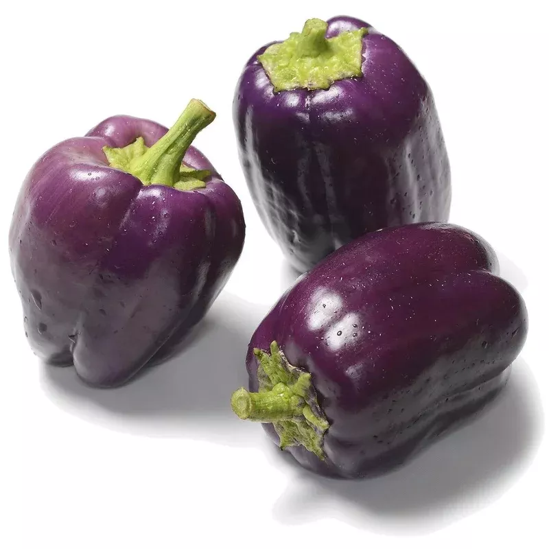 organic-purple-beauty-sweet-pepper-capsicum-annuum Organic Purple Beauty Sweet Pepper - Capsicum annuum