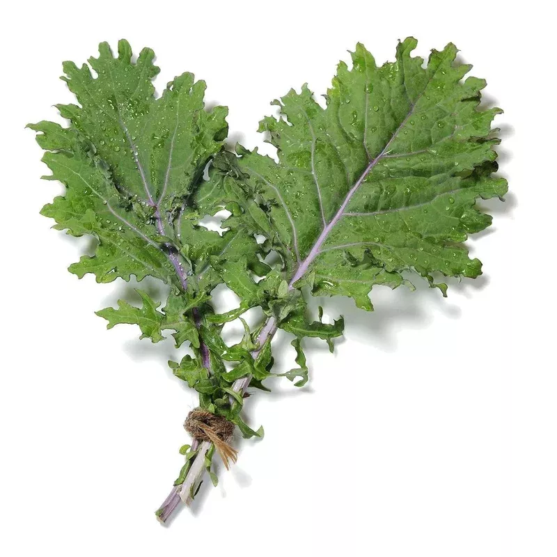 Organic Red Russian Kale - Brassica oleracea Seeds