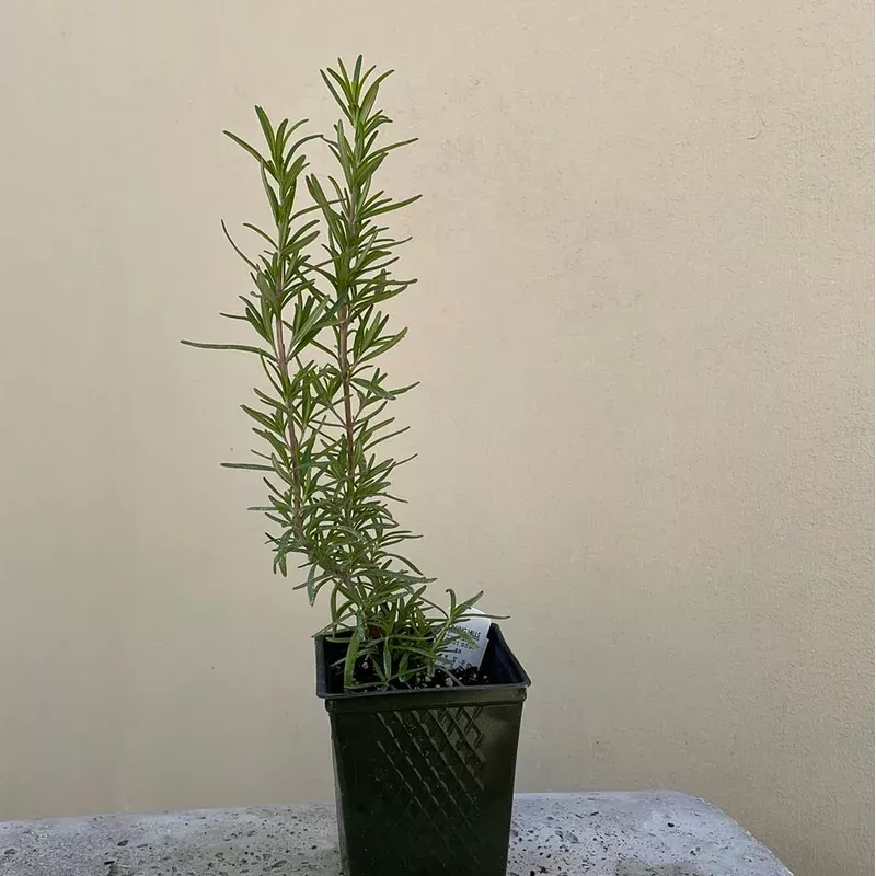 organic-rosemary-please-call-shop-availability Organic Rosemary- Please call shop for availability