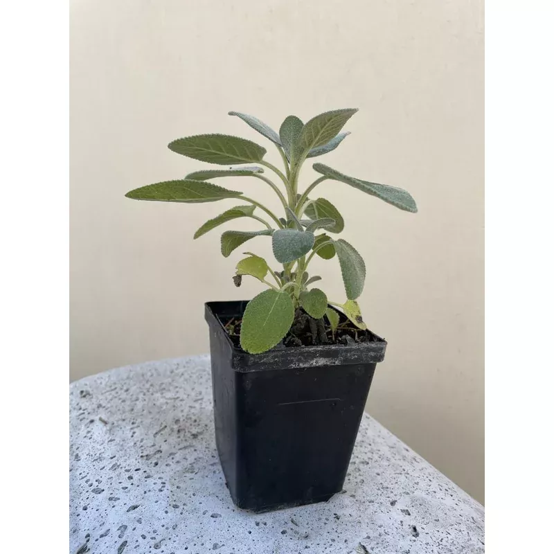 organic-sage-please-call-shop-availability Organic Sage - Please call shop for availability