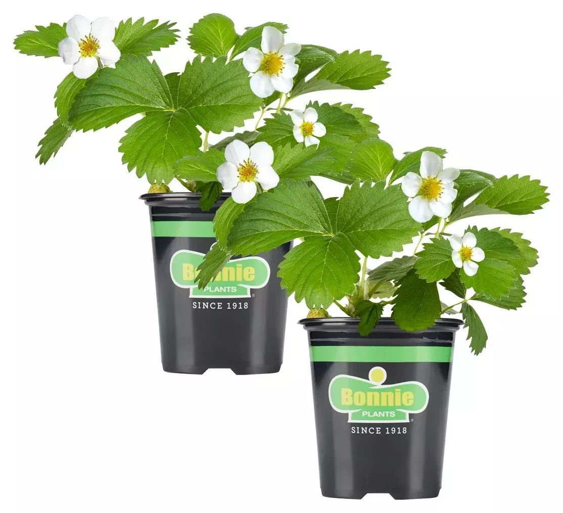 organic-seascape-strawberry-2-pack Organic Seascape Strawberry (2 Pack)