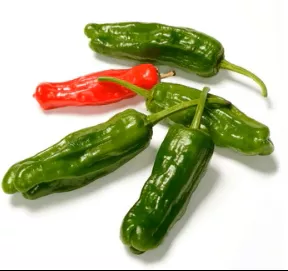 Organic Shishito Hot Pepper - Capsicum annuum Seeds